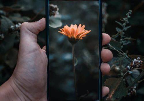 Os Melhores Apps de Identificação de Plantas para Iniciantes