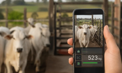 Balança de Gado: Pese pelo Celular