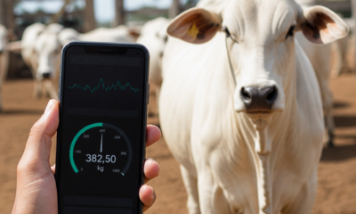Use o celular como balança para pesar gado