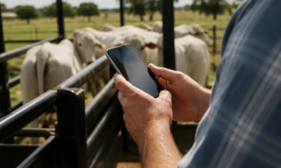 Pesagem de gado pelo celular: técnica prática e rápida