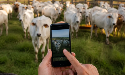 Descubra Como Seu Celular Estima o Peso do Gado