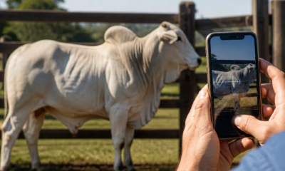 Como Descobrir o Peso Aproximado do Boi pelo Celular