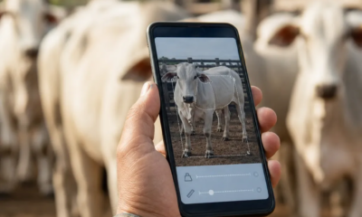Balança de Gado no Celular: Estime Peso
