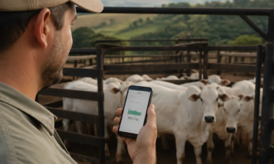 Pese o Gado pelo Celular – App Prático