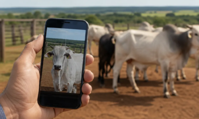 Balança de Gado no Celular: Meça o Peso de Bois e Vacas Agora