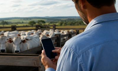 Balança de Gado: como o app estima o peso do rebanho