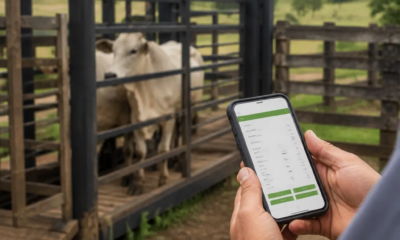 Guia Completo: Balança de Gado Pelo Celular Passo a Passo