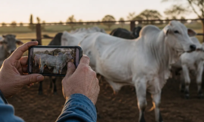 Como Medir o Peso do Seu Gado Usando Só o Celular