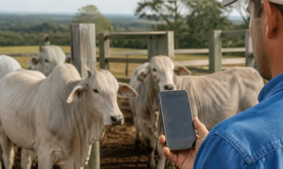 Aprenda a Usar a Balança do Celular para Seu Rebanho