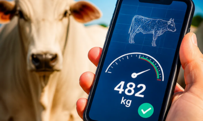 Balança de Gado no Celular: Estimar Peso